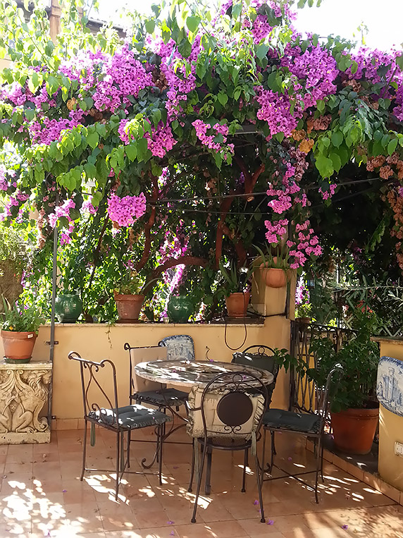 Terrace bougainvillea pergola-bower